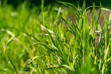 Close-up of lush green grass under sunlight, showcasing vibrant textures and natural beauty. Ideal for topics on gardening, landscaping, nature, outdoor scenery, ecology and seasonal visuals