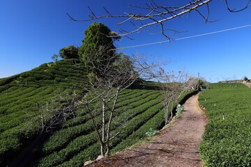 Tea fields in Taiwan. Hillside tea plantations in Shizhuo, Alishan mountains.