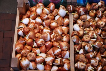 Tulip bulbs at a flower market in Amsterdam, Netherlands.