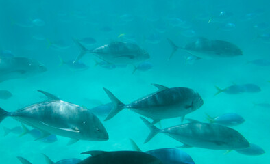 Giant Trevally Swimming in an aquamarine Sea
