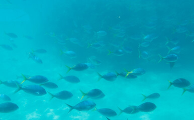 Fototapeta premium School of Blue and Yellow Fish in a Sunny Ocean 