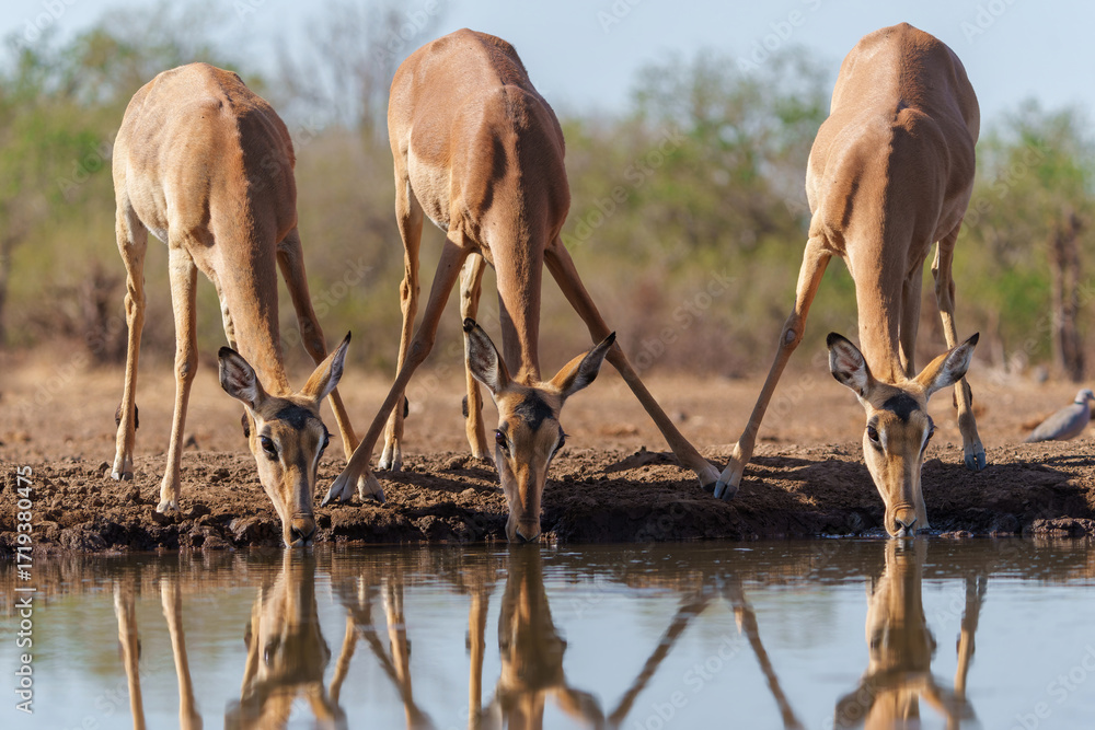 Canvas Prints impala drinking in the early morning at a waterhole in mashatu game reserve in the tuli block in bot