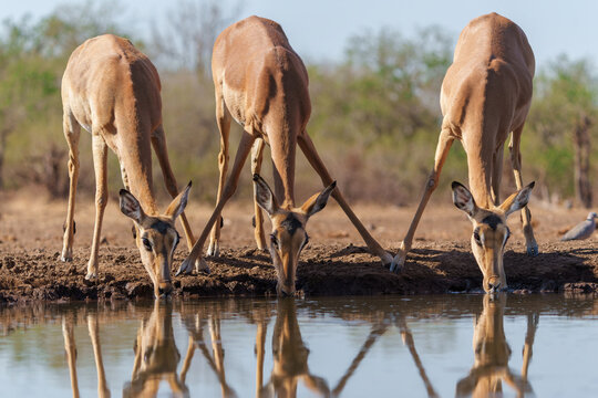 Impala drinking in the early morning at a waterhole in Mashatu Game Reserve in the Tuli Block in Botswana