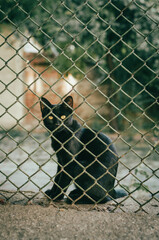 A beautiful black cat sitting behind a chain-link fence
