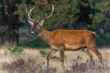 Young Red Deer male looking for a mating chance in rutting season in National park Hoge Veluwe - The Netherlands