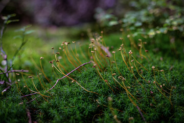  Autunno Riserva Naturale di Pian di Gembro