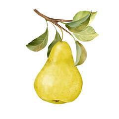 Hand-drawn illustration of a single yellow pear with a green leaves