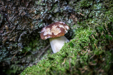  Autunno Riserva Naturale di Pian di Gembro