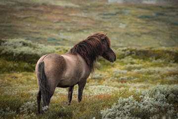 Icelandic horse with flowing mane standing in scenic green landscape © Dennis Eid
