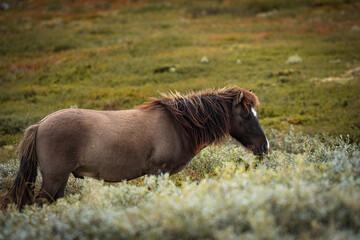 Icelandic horse with flowing mane standing in scenic green landscape © Dennis Eid