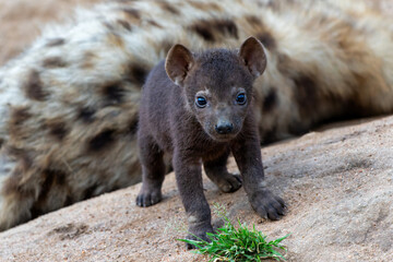 Fototapeta premium Spotted Hyena cub at the den. The hyena mother was nursing her curious cubs at the den with sunrise in Sabi Sands Game Reserve in South Africa