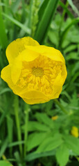 Obraz premium Close-up of yellow globeflowers Trollius blooming in a summer meadow with green leaves, symbolizing brightness, vitality and the beauty of nature, perfect for floral and botanical use.
