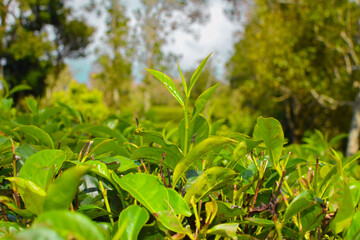 Tea leaves in closeup photo. Fresh Green tea tree leaves in eco herbal farm. Tree tea plantations in morning sunlight. Drinking organic relax heath plant. Green tea trees with two leaves and a bud
