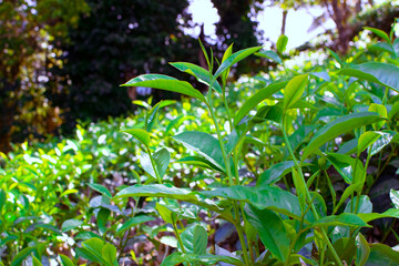 Tea leaves in closeup photo. Fresh Green tea tree leaves in eco herbal farm. Tree tea plantations...