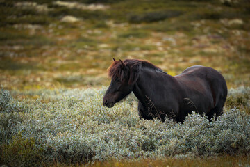 Icelandic horse with flowing mane standing in scenic green landscape © Dennis Eid