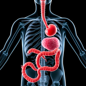 Understanding the anatomy and physiology of the pancreas and duodenum
