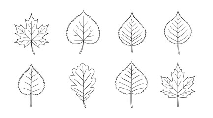 Collection of eight detailed autumn leaf silhouettes in a sketchy style
