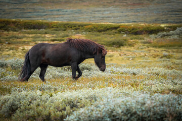 Icelandic horse with flowing mane standing in scenic green landscape © Dennis Eid