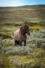Fototapeta premium Icelandic horse with flowing mane standing in scenic green landscape