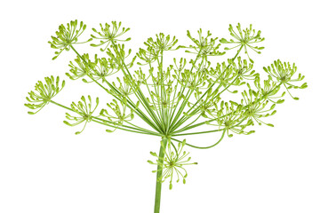 Dill herb or Anethum graveolens flower isolated on white background