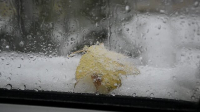 A view from the window of a heavy snowstorm. Drops of melted snow, a yellow maple leaf, are blurred on the glass. There was a lot of snow on the tree branches and leaves. Snow is drifting onto the gla