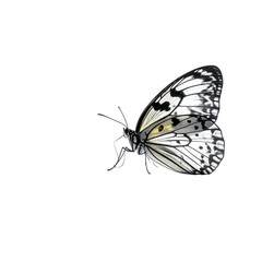A detailed illustration of a black and white butterfly with subtle yellow accents on its wings, in profile view against a black background
