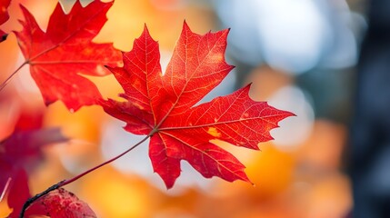 Vibrant Red Maple Leaves Autumn Nature Closeup autumn leaves