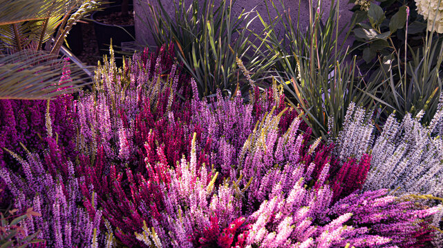 Erica vagans flowering bush glowing in sun rays, pink and white blossoms, ornamental garden shrub, summer bloom, rustic floral still life, botanical photography, natural outdoor background.