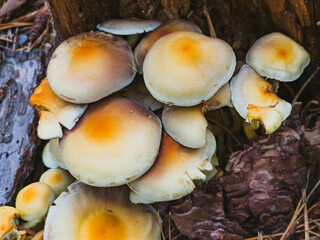 Close-up of Sulphur Tuft Mushrooms (Hypholoma fasciculare) on Tree Stump