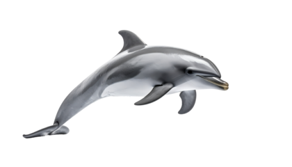 A sleek, grey dolphin leaps gracefully, its body arched, showcasing a lighter underbelly and a dark grey dorsal fin against a black background