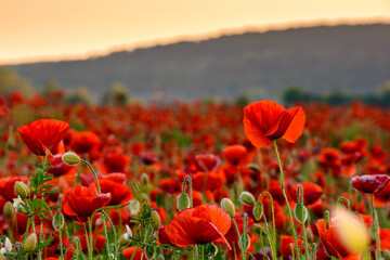 red poppies in the field. background image for remembrance or anzac day. beautiful countryside scenery with flowers at sunset. selective focus
