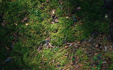 Obraz premium Autumn forest with green moss. Abstract view of forest ground with moss and leaves in around pine trees
