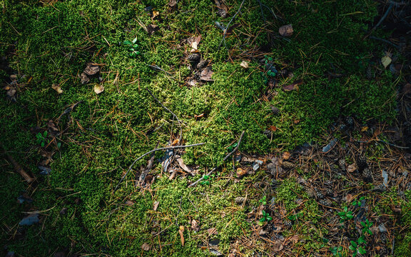 Autumn forest with green moss. Abstract view of forest ground with moss and leaves in around pine trees