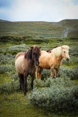 Obraz premium Icelandic horse with flowing mane standing in scenic green landscape