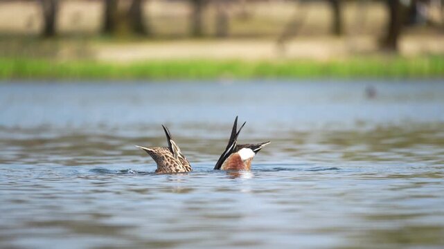 Shoveler ducks, feeding behavior while circling on the water surface at 60fps.