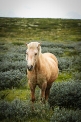Icelandic horse with flowing mane standing in scenic green landscape