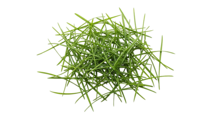 A tangled nest of vibrant fresh spring grass a symbol of new beginnings against a stark black backdrop with sharp focus