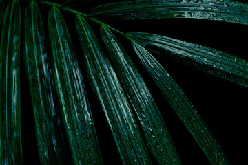 rain drops on tropical palm leaf on dark background