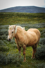 Fototapeta premium Icelandic horse with flowing mane standing in scenic green landscape