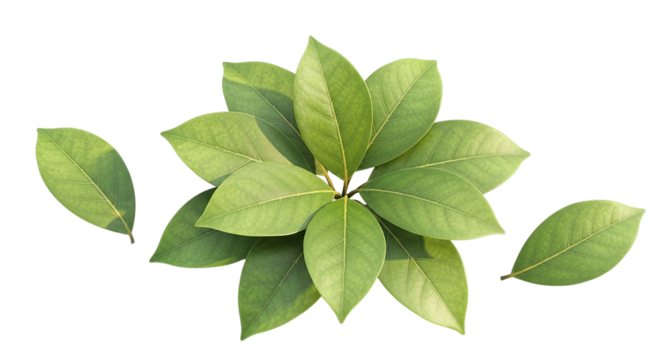 Lush vibrant leaves blooming into a botanical star symbolizing growth and renewal against a stark darkness with sharp