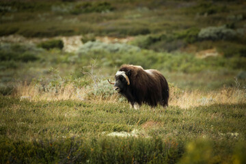 Musk ox at Dovre mountain in Norway