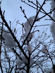 branches of a tree