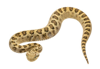 Obraz premium Close-up view of a coiled, patterned snake against a plain black background.