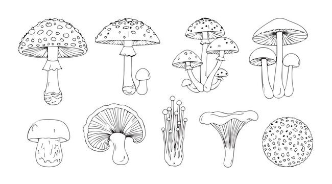 Collection of detailed mushroom illustrations in a distinctive silhouette style
