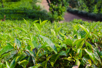 Tea leaves in closeup photo. Fresh Green tea tree leaves in eco herbal farm. Tree tea plantations in morning sunlight. Drinking organic relax heath plant. Green tea trees with two leaves and a bud