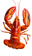 A vibrant, cooked lobster, showcasing its reddish-orange hue, detailed claws, and segmented tail against a black background