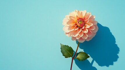 Single peach dahlia flower with green leaves and shadow on blue background