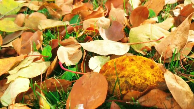 Autumn leaves in motion. Camera moves above leaves on ground