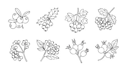 Collection of delicate line art silhouettes of various berries and grapes