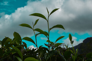 Tea leaves in closeup photo. Fresh Green tea tree leaves in eco herbal farm. Tree tea plantations in morning sunlight. Drinking organic tea relax heath plant. Green tea trees with two leaves and a bud